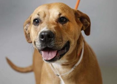Houston Humane Society | Lady