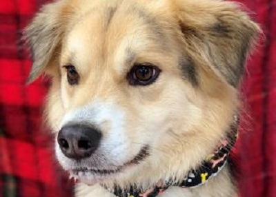 Houston Humane Society | Lady