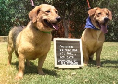 Houston Humane Society | Ladybug