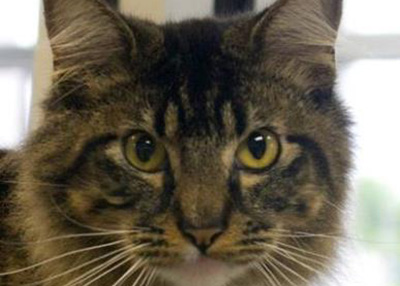 Houston Humane Society | Lafayette