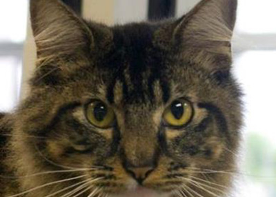 Houston Humane Society | Lafayette