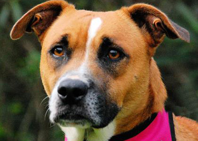 Houston Humane Society | Laila