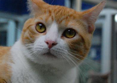 Houston Humane Society | Lannister