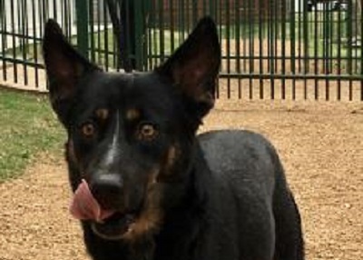 Houston Humane Society | Lawrence