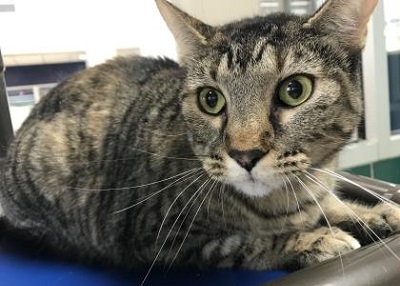 Houston Humane Society | Leia