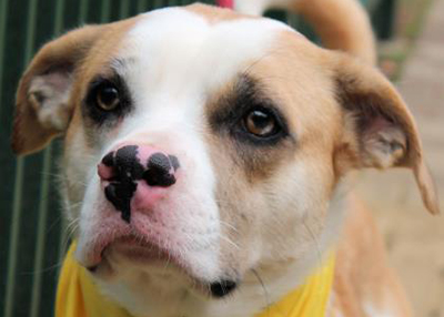 Houston Humane Society | Leo
