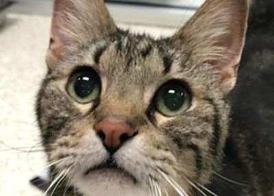 Houston Humane Society | Lewey