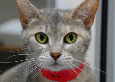 Houston Humane Society | Lexi