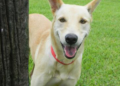 Houston Humane Society | Leyla
