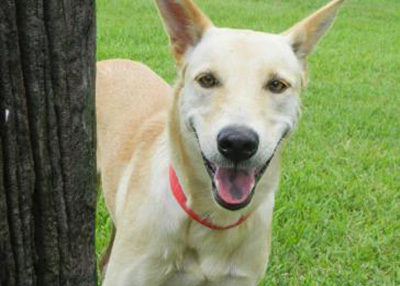 Houston Humane Society | Leyla