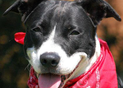 Houston Humane Society Lili