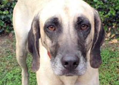 Houston Humane Society | Lily