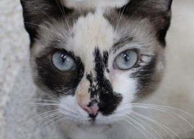 Houston Humane Society | Lisa-Ann