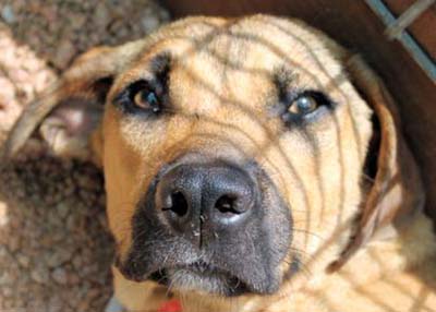 Houston Humane Society | Little Foot