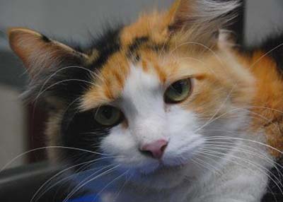 Houston Humane Society | Little Kitty