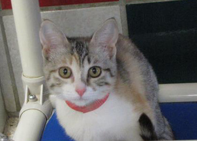 Houston Humane Society Lola