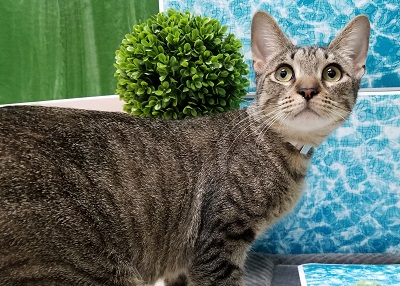 Houston Humane Society | Lucy