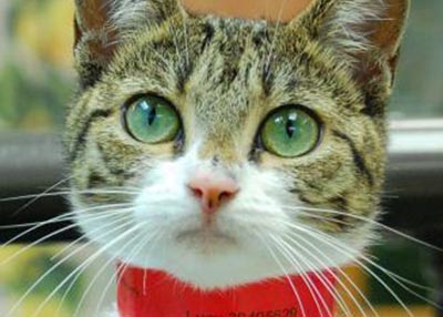 Houston Humane Society | Lucy