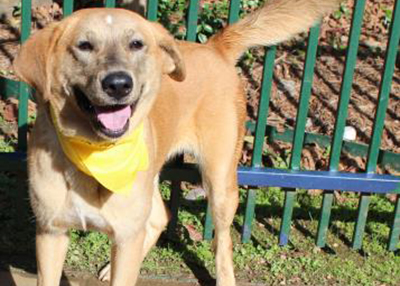 Houston Humane Society | Lulu
