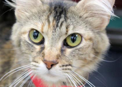 Houston Humane Society | Lulu