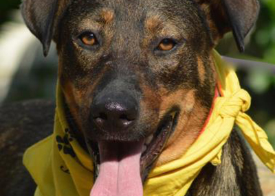Houston Humane Society | Lulu