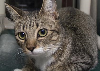 Houston Humane Society | Luna