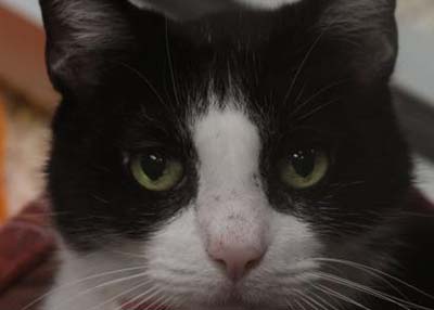 Houston Humane Society | Mac Q