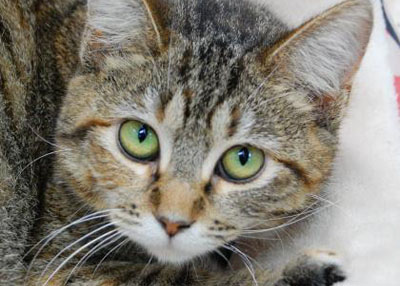 Houston Humane Society Magnolia