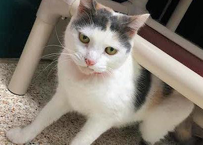 Houston Humane Society | Makala