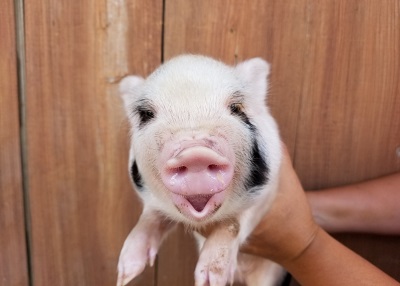 Houston Humane Society | Mango