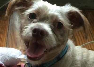 Houston Humane Society | Manny