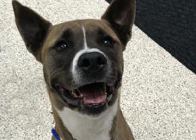 Houston Humane Society | Marco Daniel