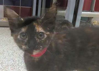 Houston Humane Society | Marie