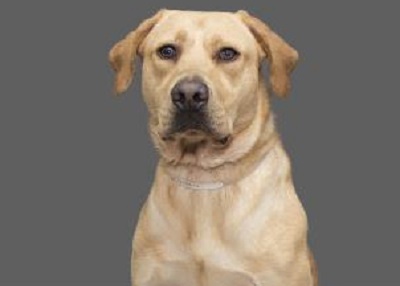 Houston Humane Society | Mark
