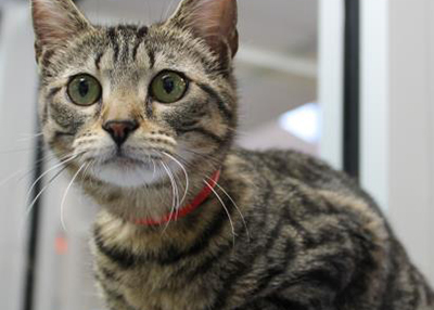 Houston Humane Society | Marlene
