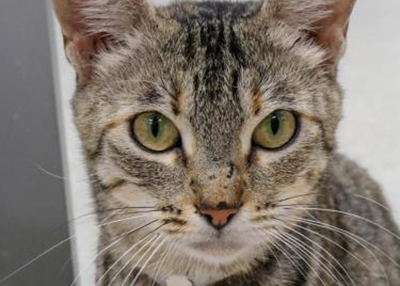 Houston Humane Society | Martha
