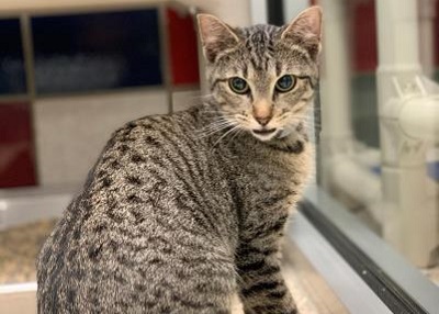 Houston Humane Society | Matilda