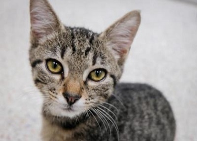 Houston Humane Society | Mickey