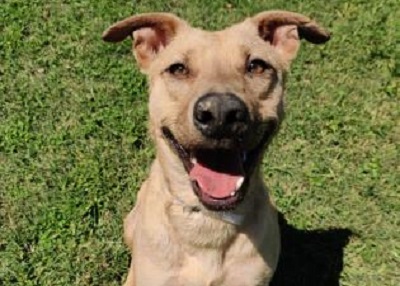 Houston Humane Society | Missy