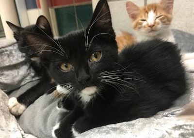 Houston Humane Society | Mittens