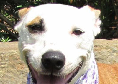 Houston Humane Society | Molly