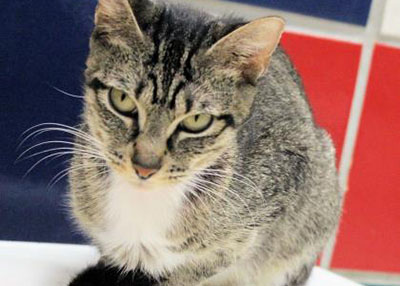 Houston Humane Society | Moo Moo