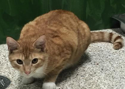 Houston Humane Society | Mr Snuggles
