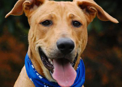 Houston Humane Society Muneco