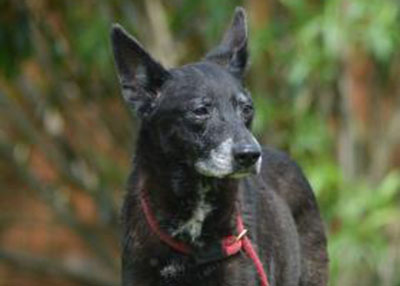 Houston Humane Society | Myrtle