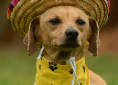 Houston Humane Society | Nana
