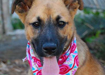 Houston Humane Society | Nelly