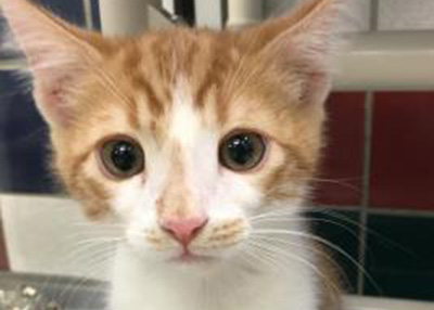 Houston Humane Society | Nemo