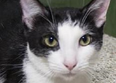 Houston Humane Society | Nuka