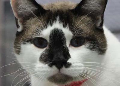 Houston Humane Society | Olivia